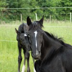 Epona mit ihrer Mami RBV Parlantina