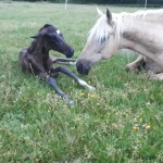 Fulgida und El Caballero 